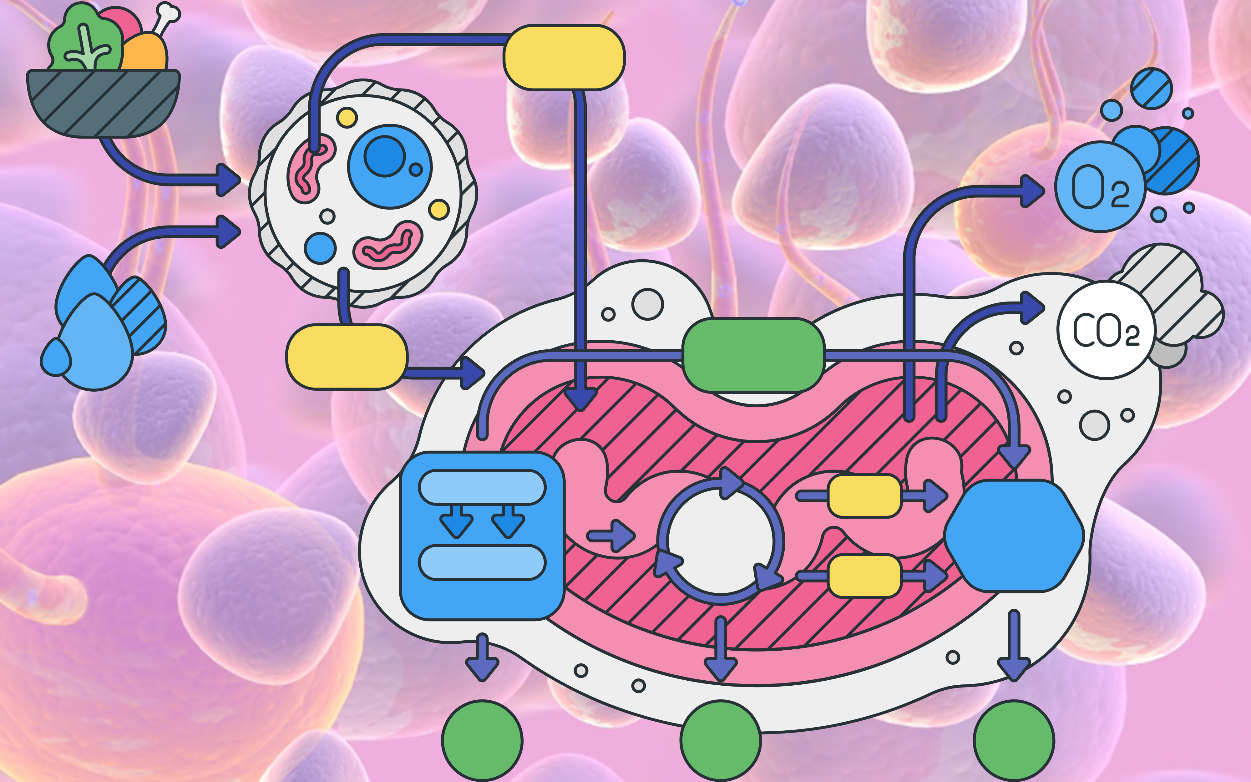 Read more about the article Cellular Respiration: The Energetic Engine of Life