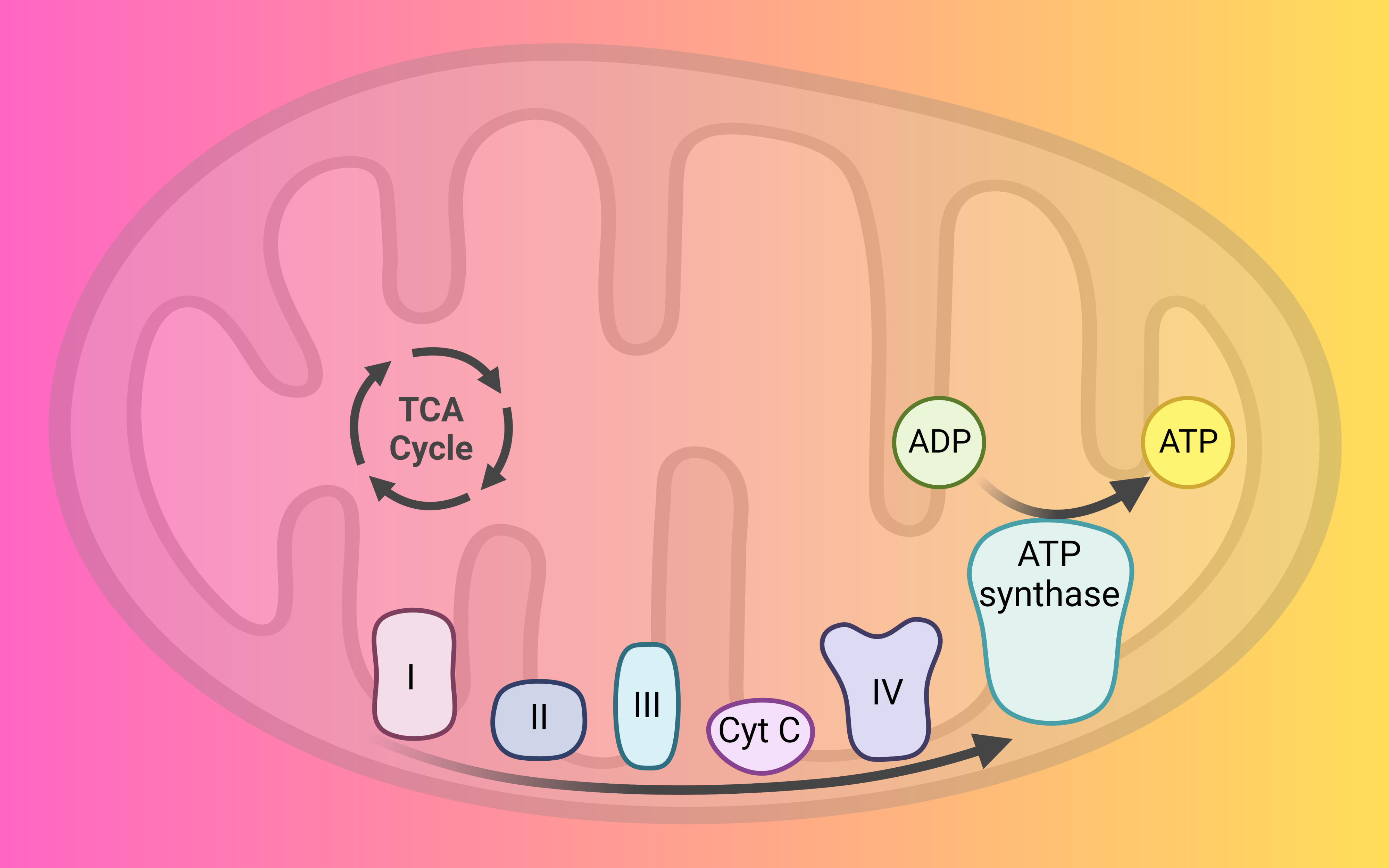 Read more about the article Electron Transport Chain: A Journey Through Cellular Powerhouses