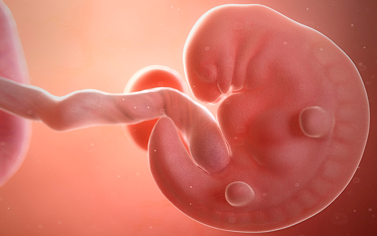 You are currently viewing Embryonic Development: Unveiling the Journey from Fertilization to Neurulation